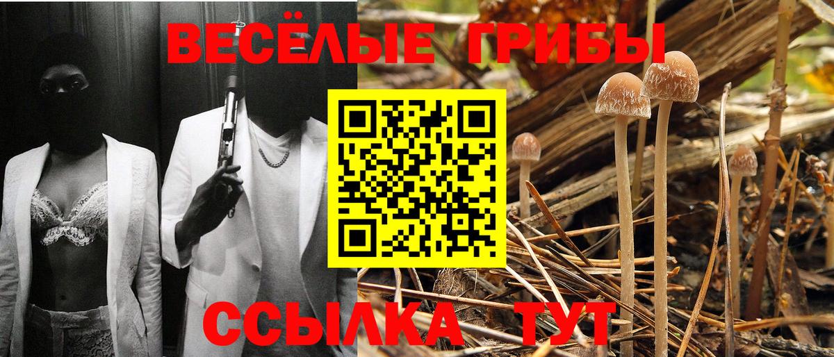 Галлюциногенные грибы прущие грибы Славянск-на-Кубани