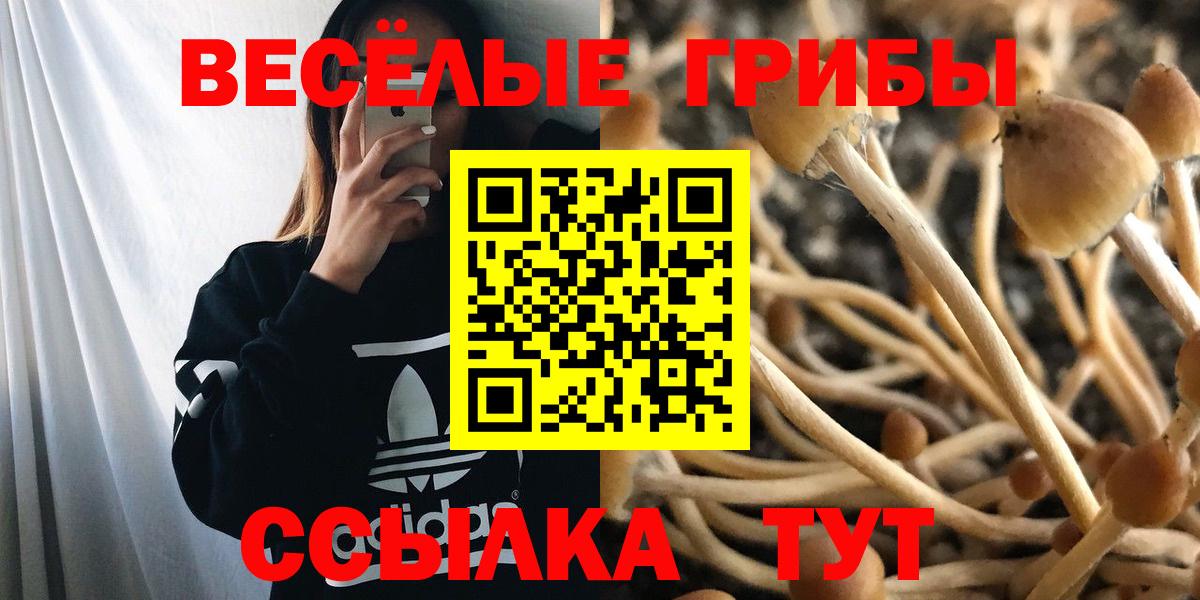 Славянск-на-Кубани  Псилоцибиновые грибы Magic Shrooms  Вход с VPN  купить  цена  Псилоцибиновые грибы мицелий 